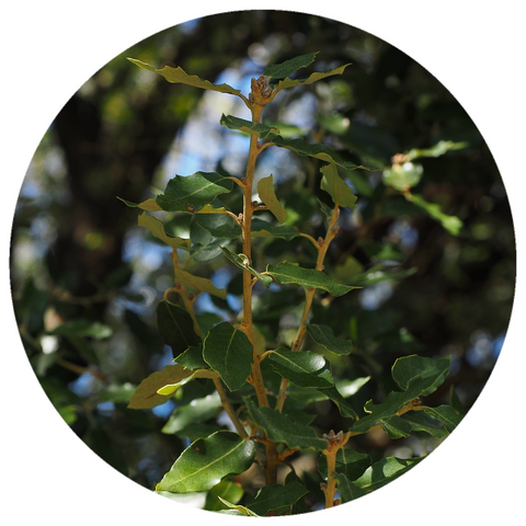 White Camphor (Cinnamomum camphora) Ho Leaf Essential Oil