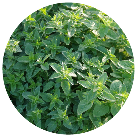 Sweet Marjoram (Origanum majorana) Organic Essential Oil