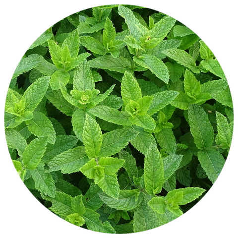 Willamette Peppermint (Mentha piperita) Organic Essential Oil