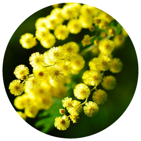 Mimosa (Acacia decurrens) Absolute
