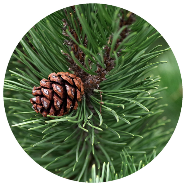 Pine, Swiss Stone (Pinus cembra) Rare Essential Oil