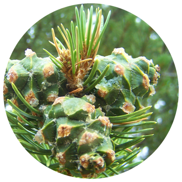 Pine, Pinon Pinecone (Pinus edulis) Infused with Resin Essential Oil