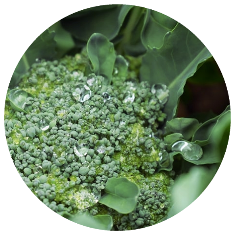 Broccoli Seed Oil (Brassica oleracea var. italica) Organic Cold Pressed