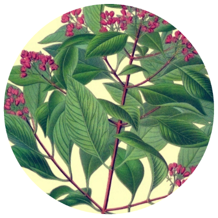 Sandalwood, Hawaiian (Santalum paniculatum) Organic Essential Oil