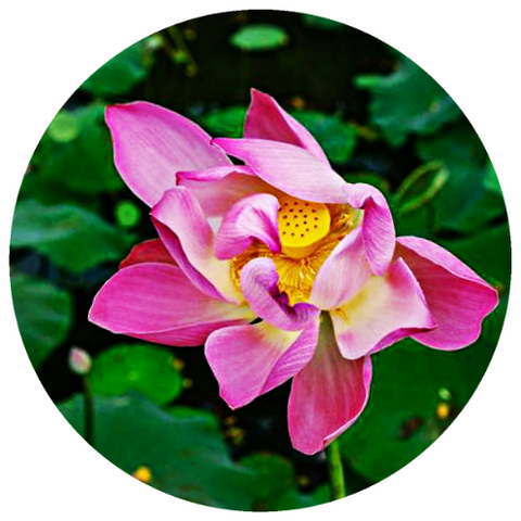 Lotus, Pink (Nelumbo nucifera) Absolute