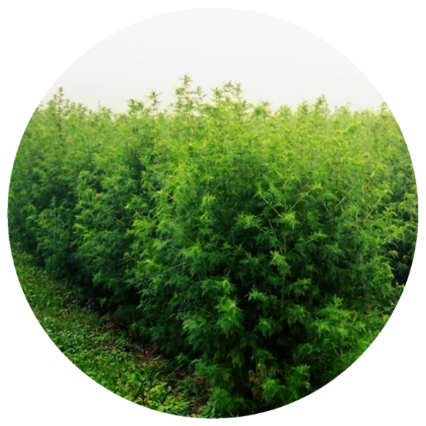 Davana (Artemisia pallens) Essential Oil