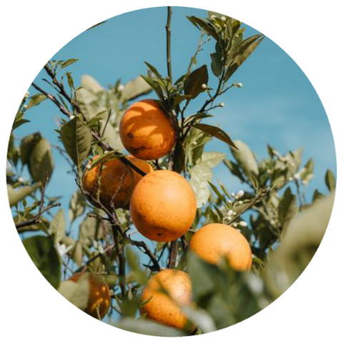 Orange, Wild (Citrus sinensis) Wildcrafted Essential Oil