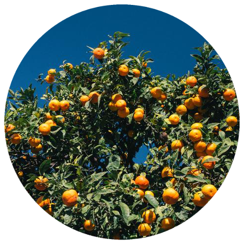 Petitgrain, Mandarin (Citrus reticulata Blanco) Organic Essential Oil