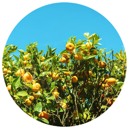 Petitgrain (Citrus aurantium) Organic Essential Oil