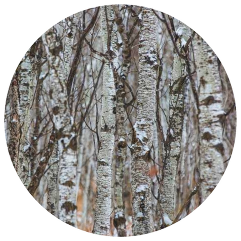 Sweet Birch, Adirondack (Betula lenta) Organic Essential Oil