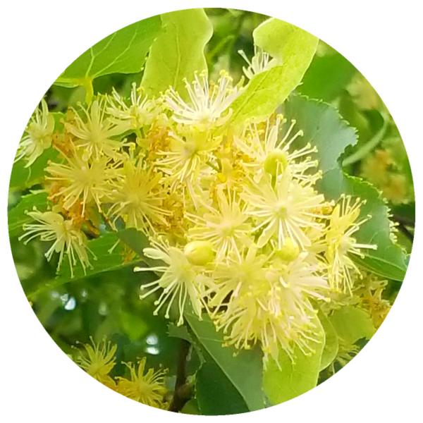 Linden Blossom (Tilia cordata) Rare French Absolute Oil