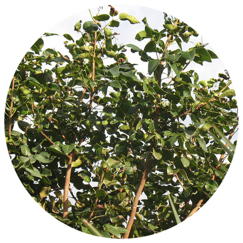 Nag Champa Attar (Santalum album, Michelia champaca, Plumeria rubra, H –  Rising Sun Botanicals