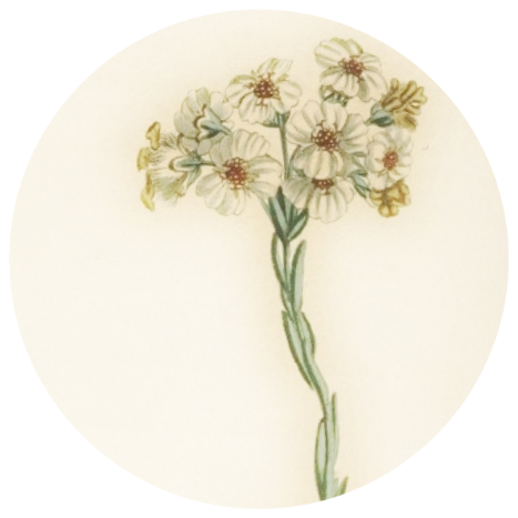 Cape Chamomile (Eriocephalus punctulatus) Essential Oil