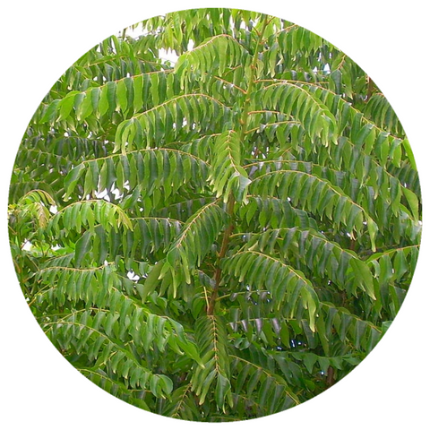 Curry Leaf (Murraya koenigii) Organic CO2 Extract
