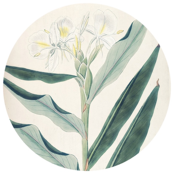 White Ginger Lily (Hedychium coronarium) Absolute