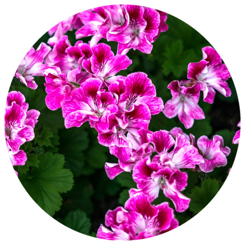 Geranium, Egyptian (Pelargonium graveolens) Essential Oil