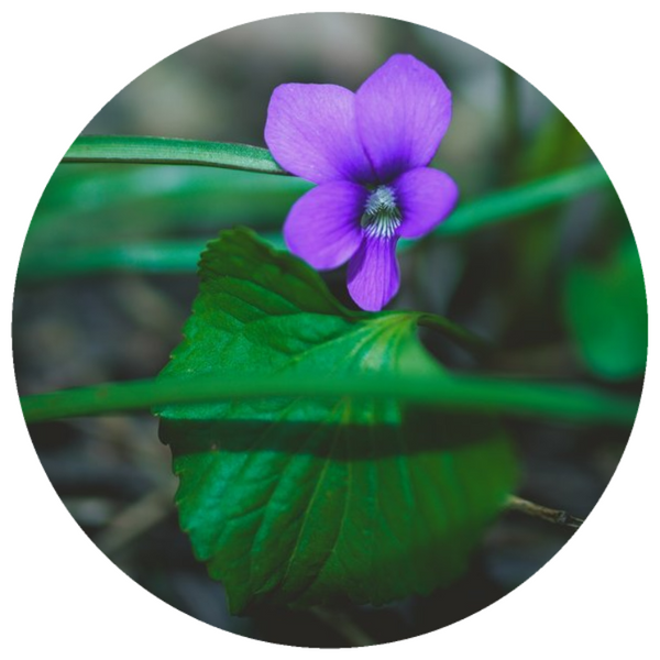 Violet Leaf (Viola odorata) Absolute