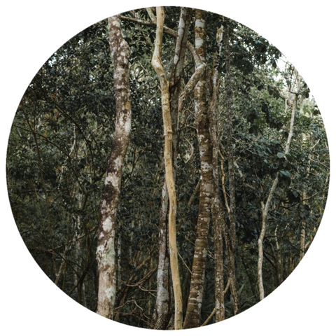 rare, pure, natural, ethically sourced, wildcrafted Agarwood Oud Aquilaria agallocha oleo resin soaked heartwood CO2 extracted perfumery extract, packaged in protective, authentic, miron violet glass jar with screw top lid.