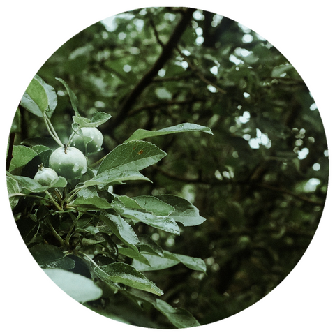 Shamama Agar Attar, Agarwood Oud and Sandalwood (Aquilaria malaccensis, Santalum album) Rare Co-extraction