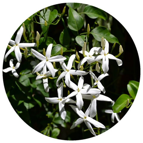 Jasmine Molle (Jasminum auriculatum) Absolute
