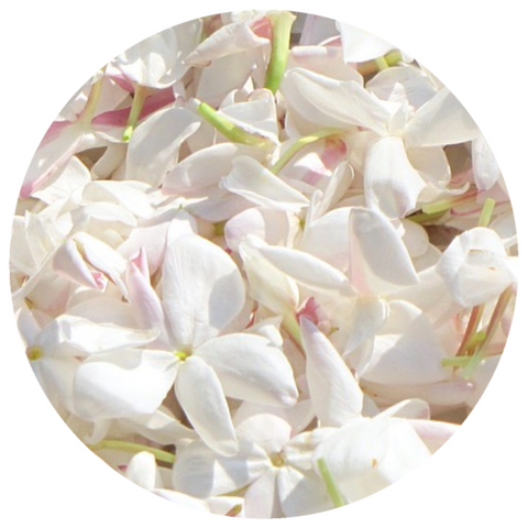Jasmine Grandiflorum (Jasminum grandiflorum) Organic Absolute