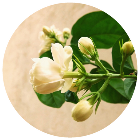 Jasmine Sambac (Jasminum sambac) Organic Absolute