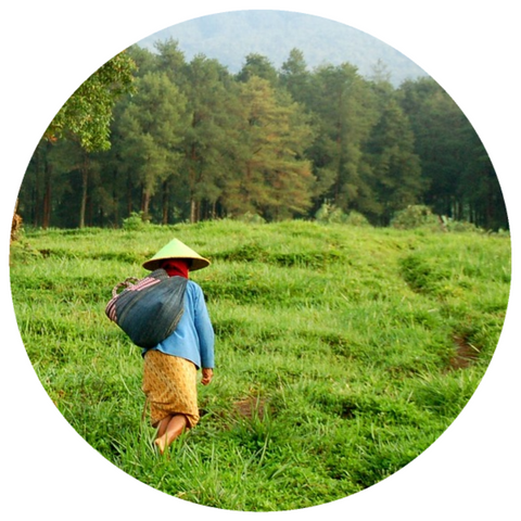 Patchouli, (Pogostemon cablin) Aceh Selatan Aged Vintage 2011 Essential Oil