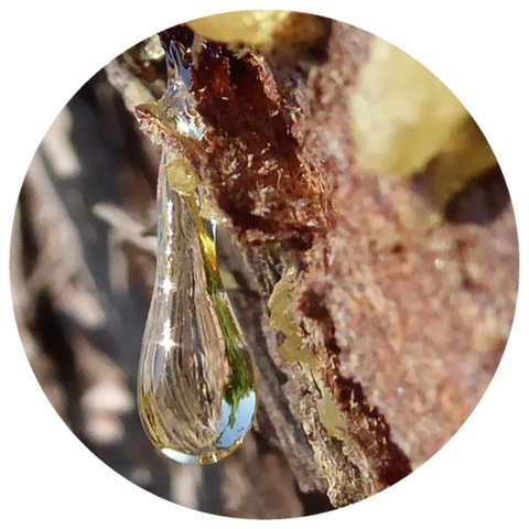 Mastic (Pistacia lentiscus) Organic Essential Oil