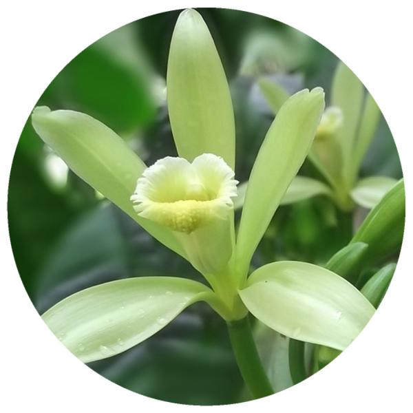 Vanilla, India (Vanilla planifolia) Organic CO2 Extract