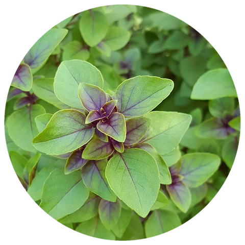 Holy Basil (Ocimum sanctum) Organic Essential Oil