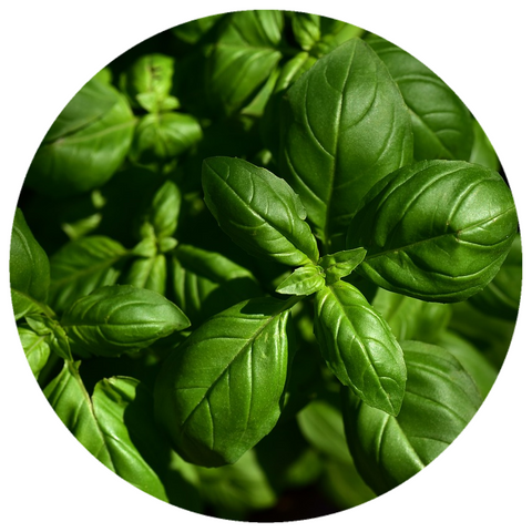 Sweet Basil (Ocimum basilicum var linalool) Organic Essential Oil