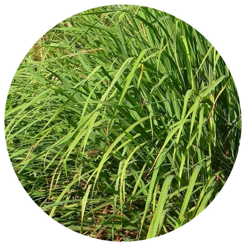 Lemongrass (Cymbopogon flexuosus) Organic Essential Oil
