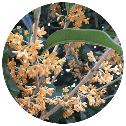 Osmanthus, French (Osmanthus fragrans) Absolute