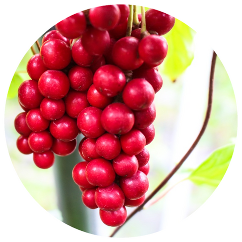 Schizandra Berry (Schisandra chinensis) Organic CO2 Extract