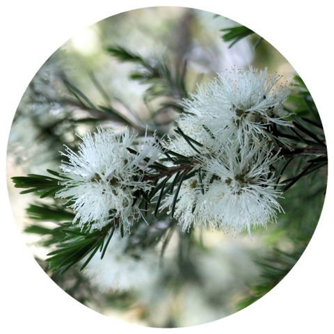 Niaouli (Melaleuca quinquenervia) Organic Essential Oil