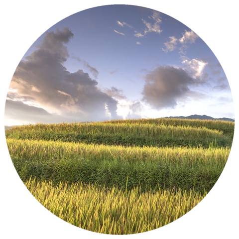 Vetiver, Double Distilled (Vetiveria zizanioides) Eco-Cultivated Essential Oil