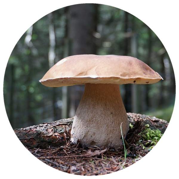 Porcini Mushroom, French (Boletus edulis) Rare Absolute
