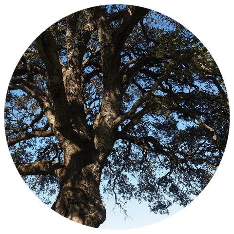 Ravensara (Ravensara aromatica) Wildcrafted Essential Oil