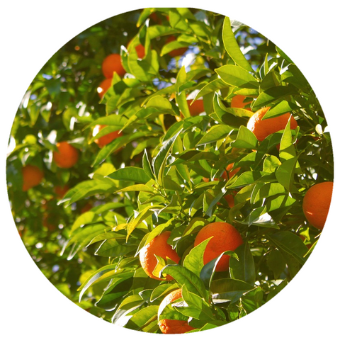 Orange, Sweet (Citrus sinensis) Organic Pressed Essential Oil