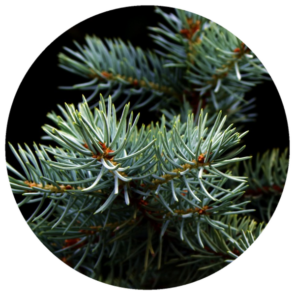 Fir, White (Abies concolor) Christmas Tree Essential Oil