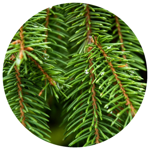 Fir, Silver (Abies alba) Essential Oil