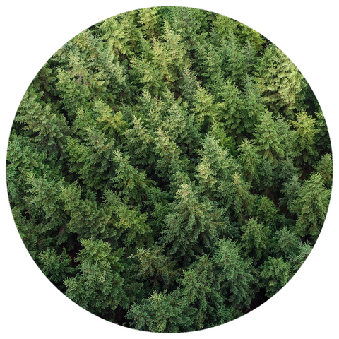 Fir, Balsam (Abies balsamea) Essential Oil