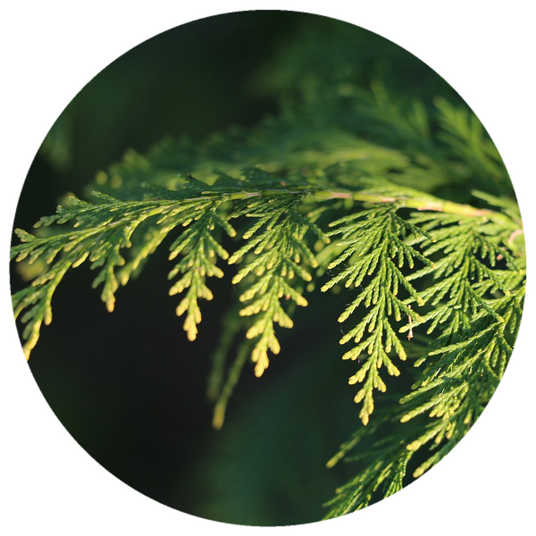 Cypress (Cupressus sempervirens) Organic Essential Oil