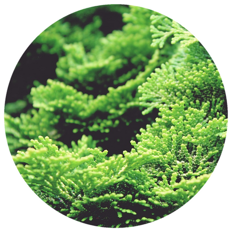 Hinoki (Chamaecyparis obtusa) Essential Oil