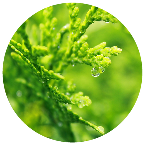 Nootka Tree (Cupressus nootkatensis) Wildcrafted Essential Oil