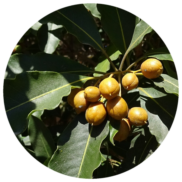 Bakul Cherry Blossom Attar (Santalum album and Mimusops elengi) Essential Oil