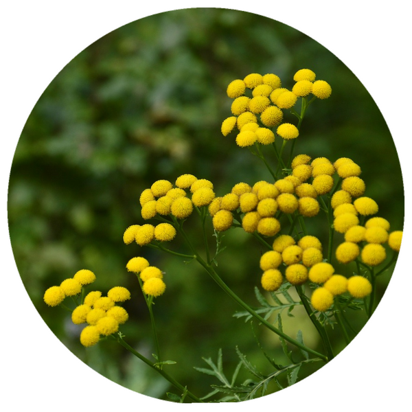 Blue Tansy (Tanacetum annuum) Wildcrafted Essential Oil