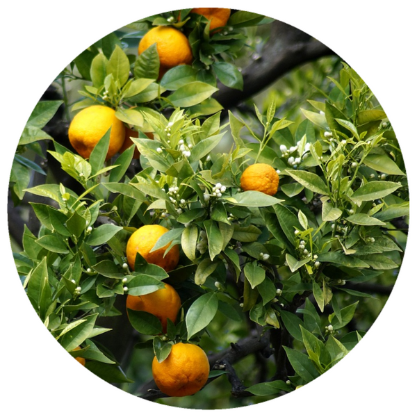 Neroli Fleurs sur Petitgrain (Citrus aurantium) Rare Organic Essential Oil