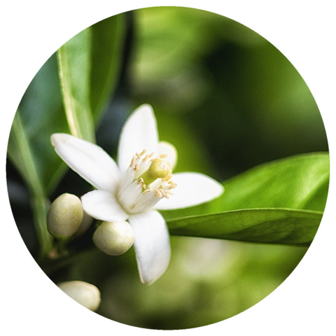 Neroli (Citrus aurantium var. amara) Organic Orange Blossom Essential Oil