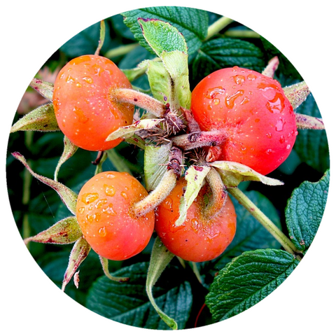 Rosehip Seed Oil (Rosa canina) Organic CO2 Extract
